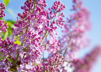 Image showing spring lilac flowers 