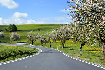 Image showing road with alley of cherry trees in bloom