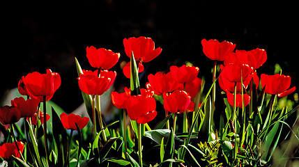 Image showing Beautiful red tulips against dark backgroung