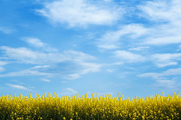 Image showing yellow field with blue sky