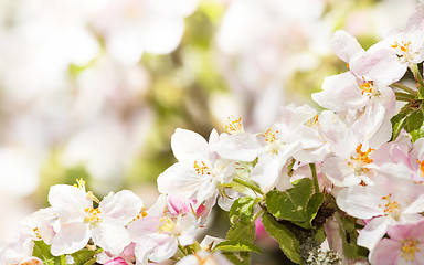 Image showing Blossoming apple in spring with very shallow focus