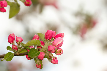 Image showing spring flower with shallow focus