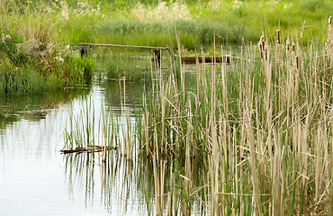 Image showing reeds at the pond