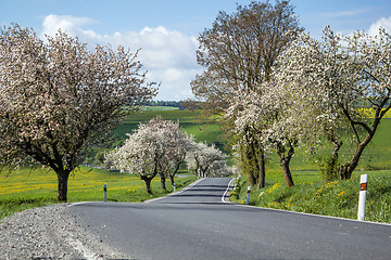 Image showing road with alley of cherry trees in bloom