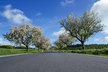 Image showing road with alley of cherry trees in bloom