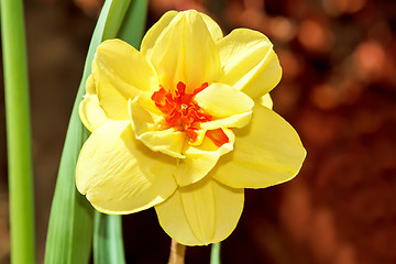 Image showing narcissus flowers