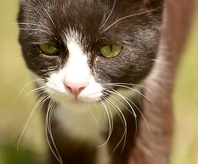 Image showing cat