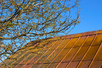 Image showing Blooming walnut tree over old roof