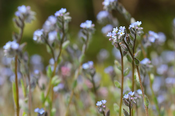 Image showing Flowers of Forget-me-not (Myosotis)