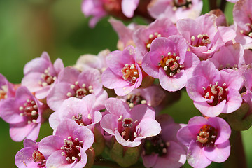 Image showing Pink Bergenia Cordifolia Flowers Close Up