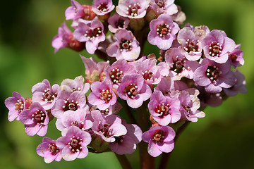 Image showing Pink Bergenia cordifolia flowers at spring