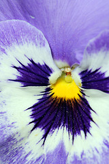 Image showing Extreme Closeup on a Pansy Flower