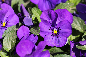 Image showing Purple Pansy Flowers