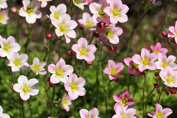 Image showing Pretty pink flowers of Saxifraga arendsii