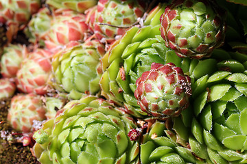 Image showing Sempervivum succulent close up (Hens and Chicks)