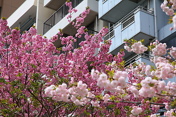 Image showing Sakura in Tokyo