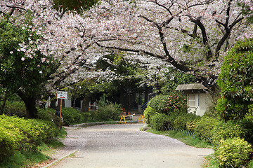 Image showing Cherry blossom in Tokyo