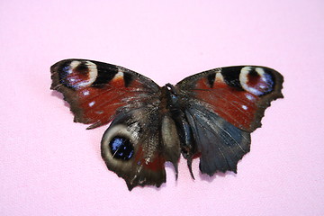 Image showing Beautiful butterfly