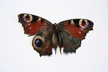 Image showing Butterfly on white background