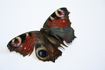 Image showing Butterfly