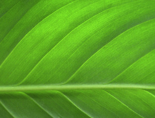 Image showing Green leaf closeup