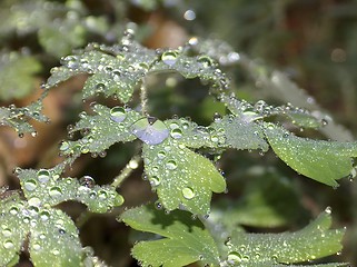 Image showing Morning dew