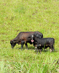 Image showing Cows in the farm