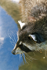 Image showing Raccoon