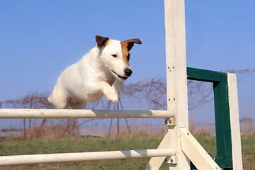 Image showing jack russel terrier in agility