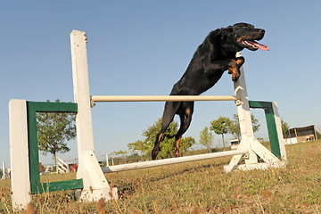 Image showing beauceron in agility