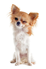 Image showing wink of chihuahua