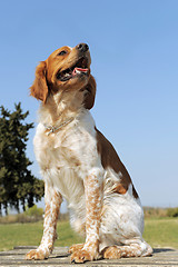 Image showing brittany spaniel