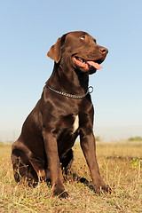 Image showing labrador retriever