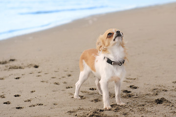 Image showing puppy chihuahua on the beach