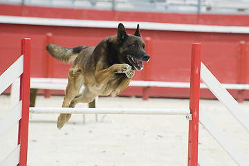 Image showing jumping malinois