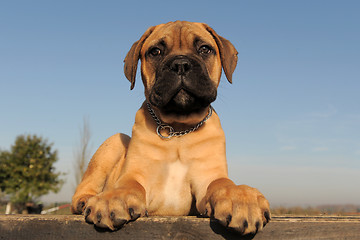 Image showing puppy Bull Mastiff