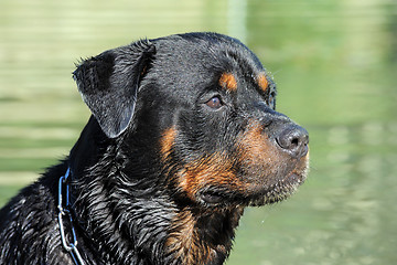 Image showing wet rottweiler