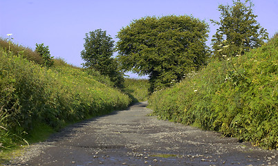 Image showing Rabbit Alley