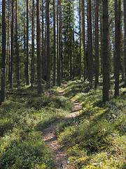 Image showing Forest Trail