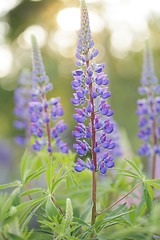 Image showing Wild Lupines