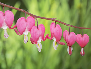 Image showing Old-Fashioned bleeding-heart