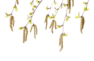 Image showing Birch Flowers