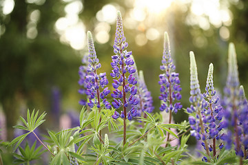 Image showing Wild Lupines