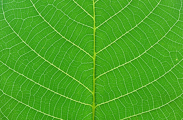 Image showing green leaf macro