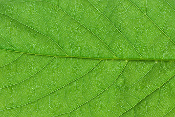 Image showing green leaf macro