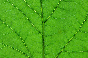 Image showing green leaf macro