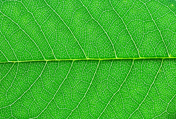 Image showing green leaf macro