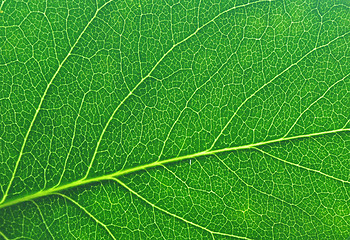 Image showing green leaf macro