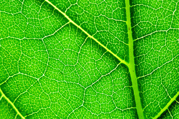 Image showing green leaf macro