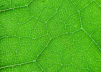 Image showing green leaf macro